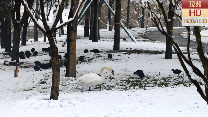 雪后天鹅幼崽下水觅食07