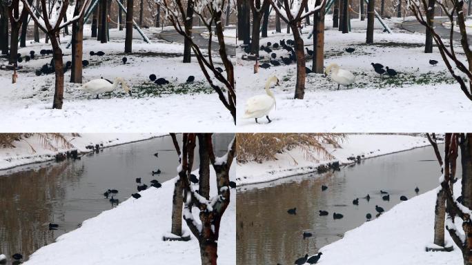 雪后天鹅幼崽下水觅食07