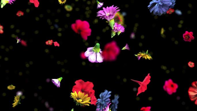 彩色花朵冲击出菊花花卉动画