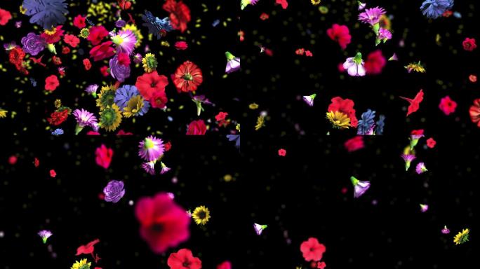 彩色花朵冲击出菊花花卉动画