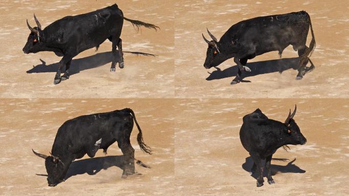 斗牛场里的公牛黑牛西班牙