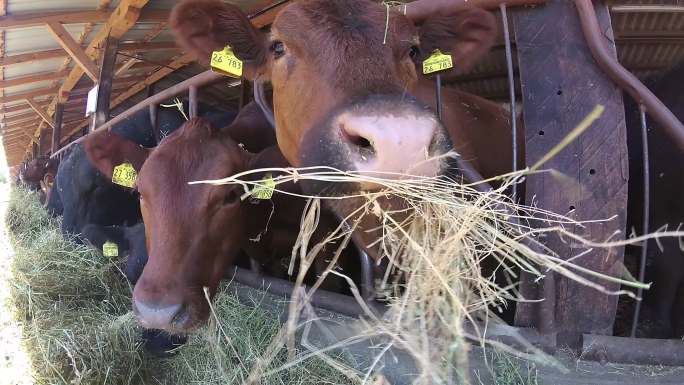 在谷仓里吃草的奶牛