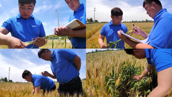 【4K】小麦长势数据采集  农业科研人员