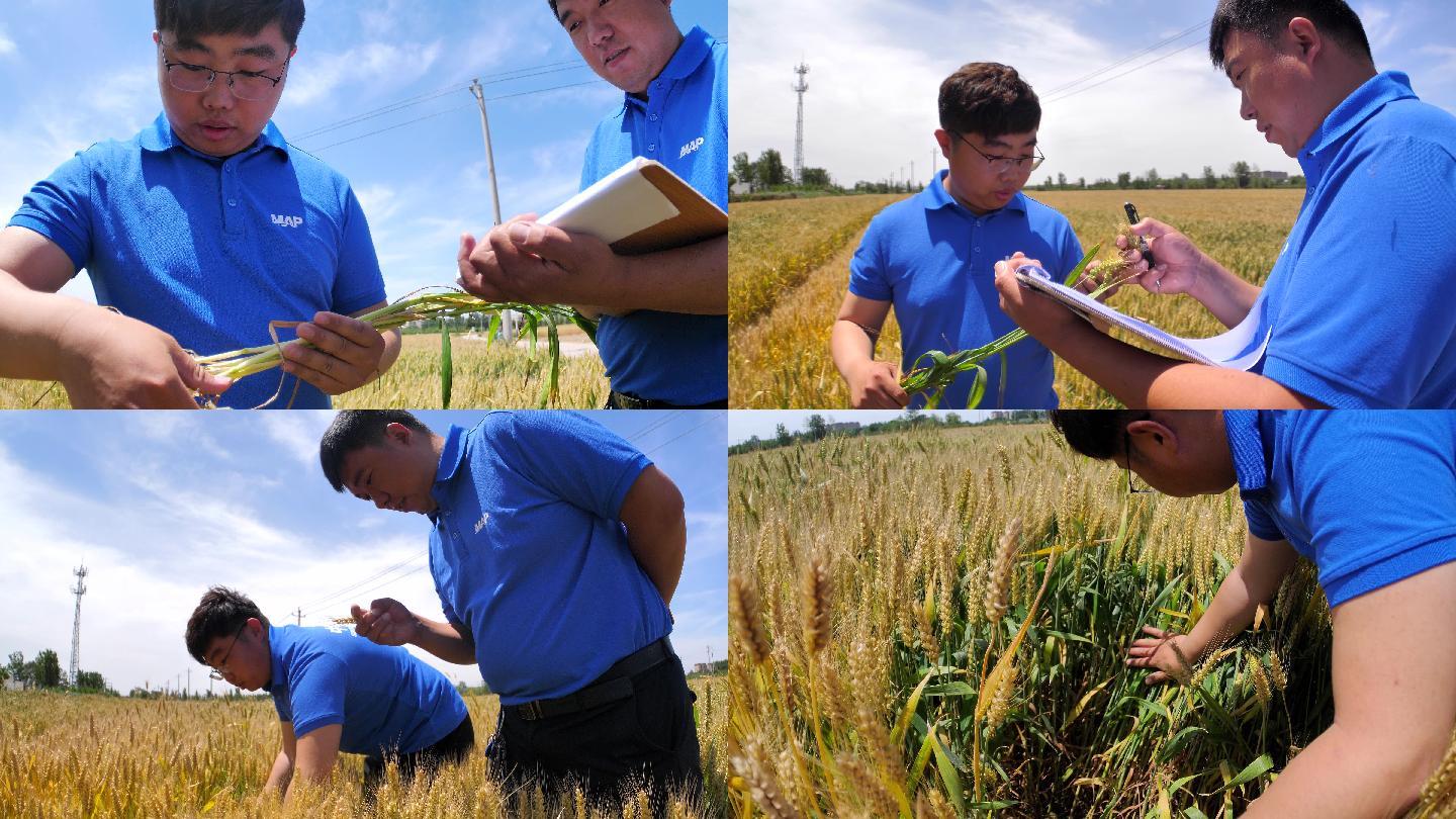 【4K】小麦长势数据采集  农业科研人员