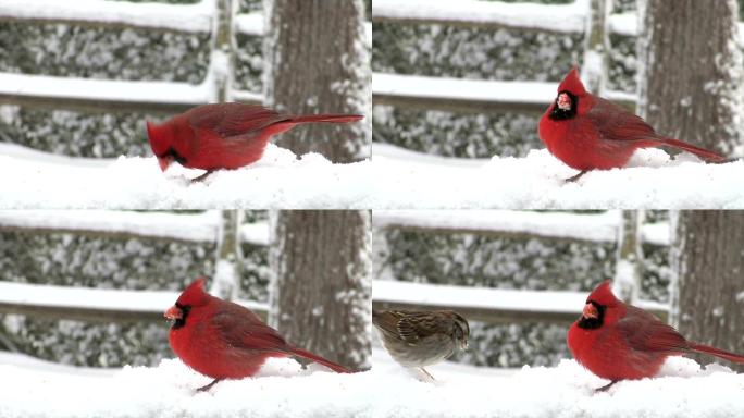 红鸟和麻雀在雪地里寻找种子