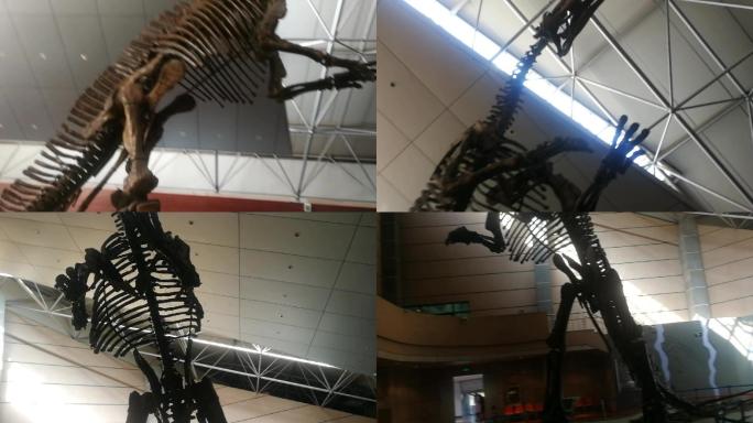 展厅 恐龙 博物馆 化石 诸城
