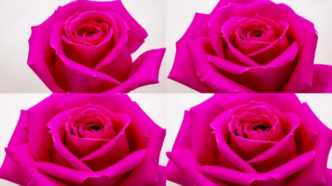 粉红玫瑰花红玫瑰爱情玫红花朵