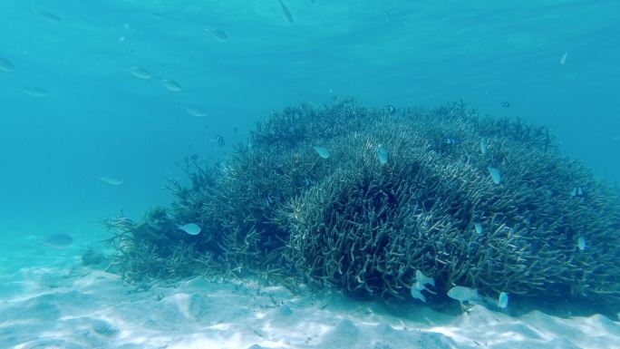 海底沙地珊瑚及热带海洋鱼群的素材