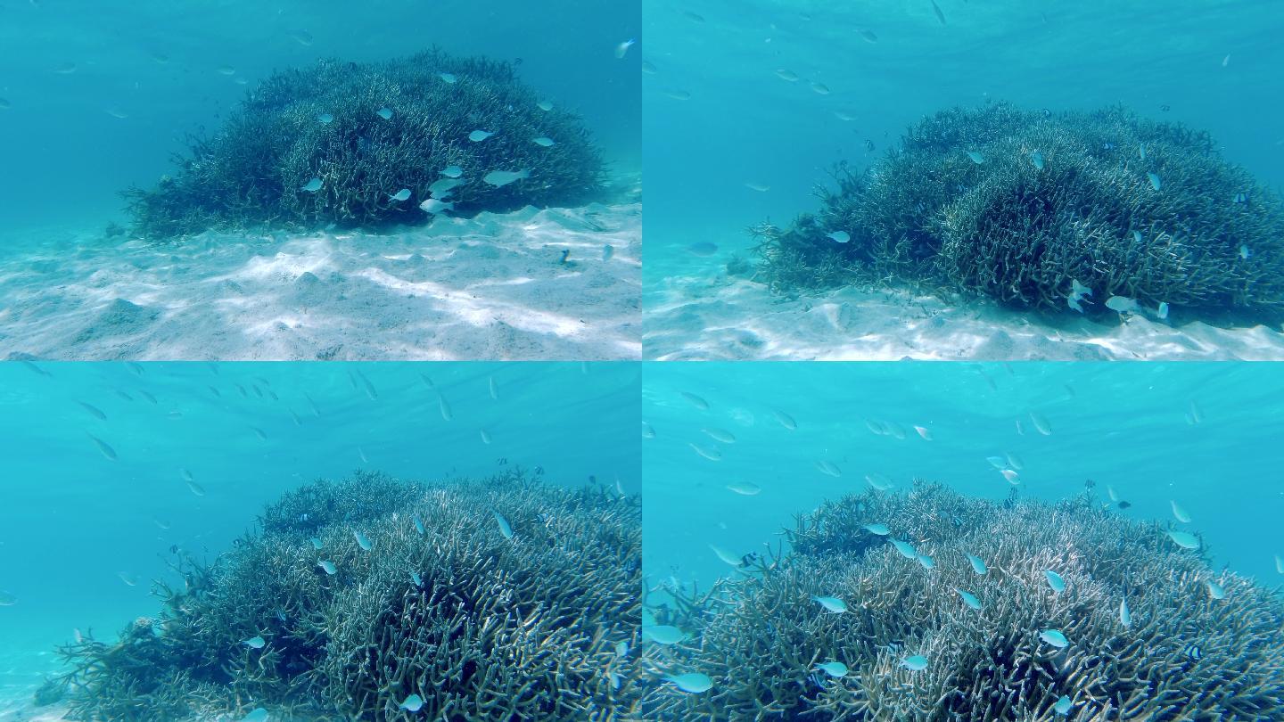 海底沙地珊瑚及热带海洋鱼群的素材