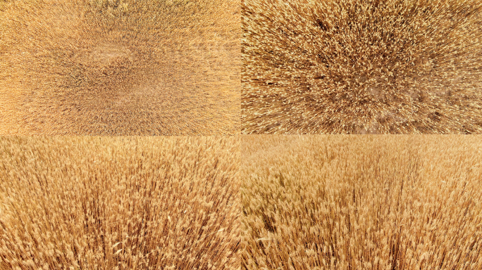 秋天金色麦田麦地麦子熟了4K航拍实拍素材