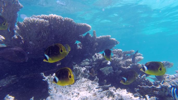 迷人的珊瑚、海草及热带鱼群海底素材