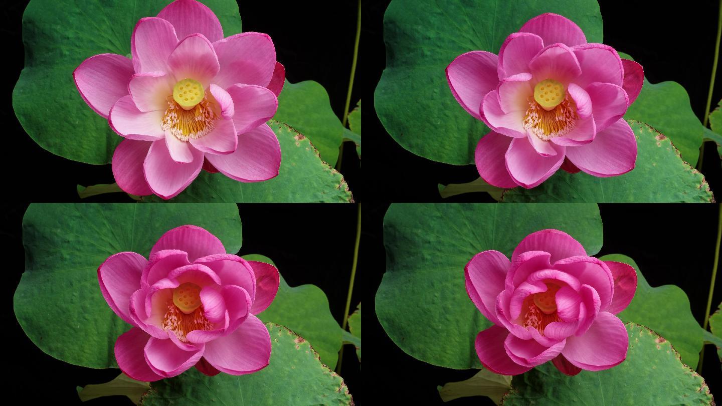 粉红色莲花从盛开到枯萎的延时镜头