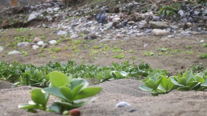 农作物 豌豆芽 白菜 菜地 荒地 种植