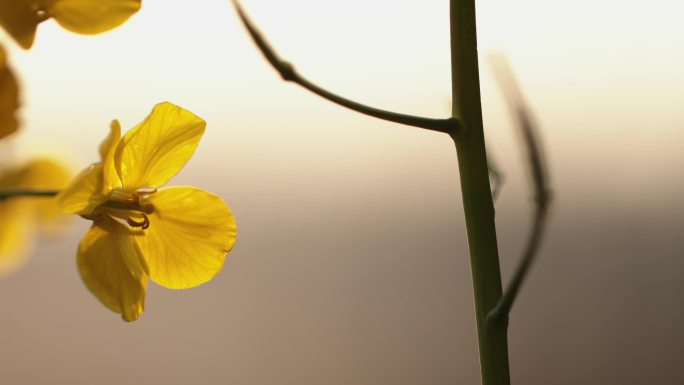 特写油菜花