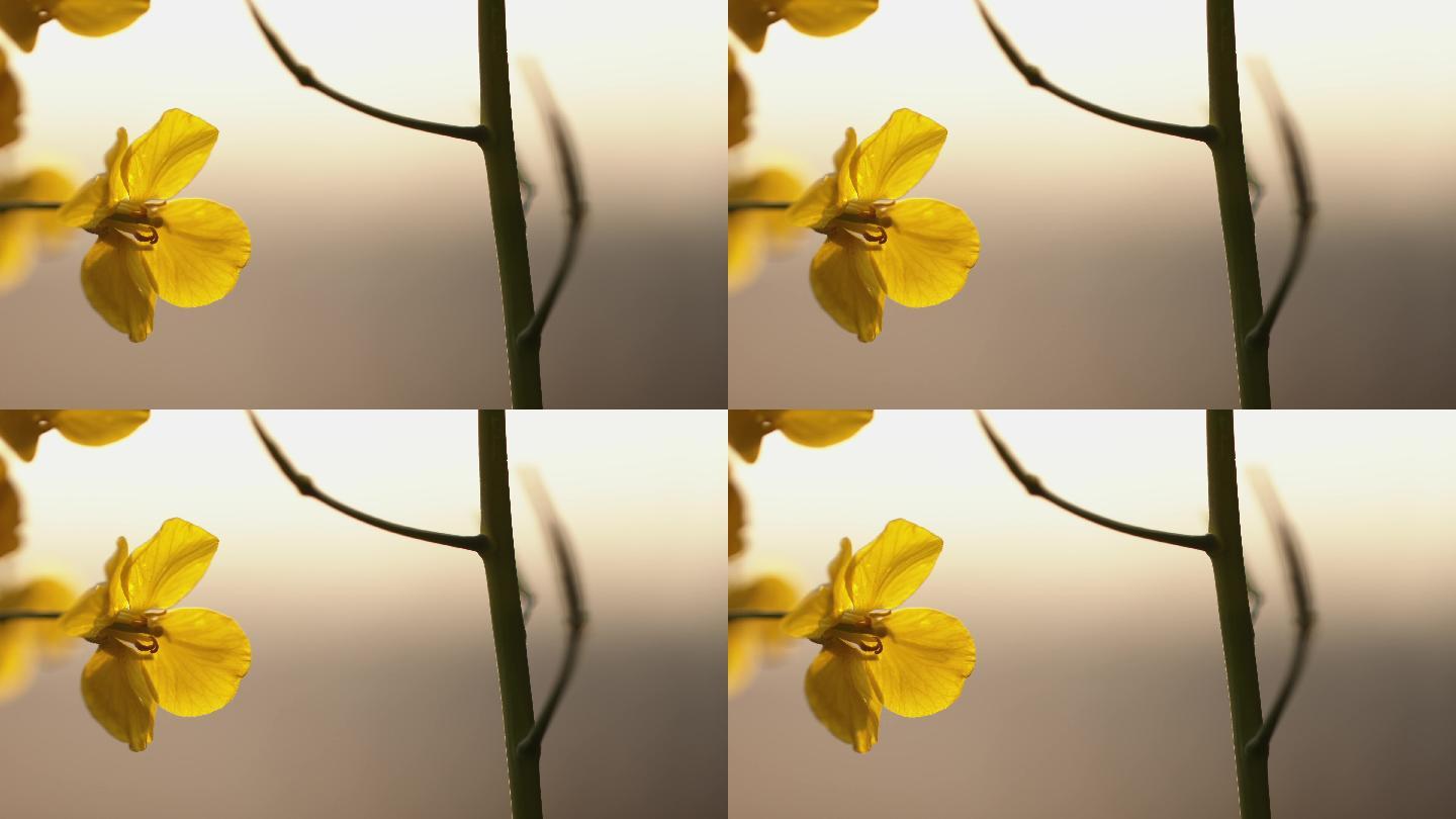 特写油菜花