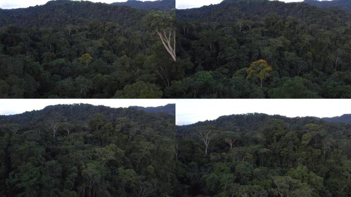亚马逊热带森林茂盛的树叶雨林宁静的场景
