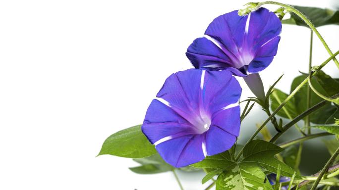 两朵盛开的蓝紫色牵牛花