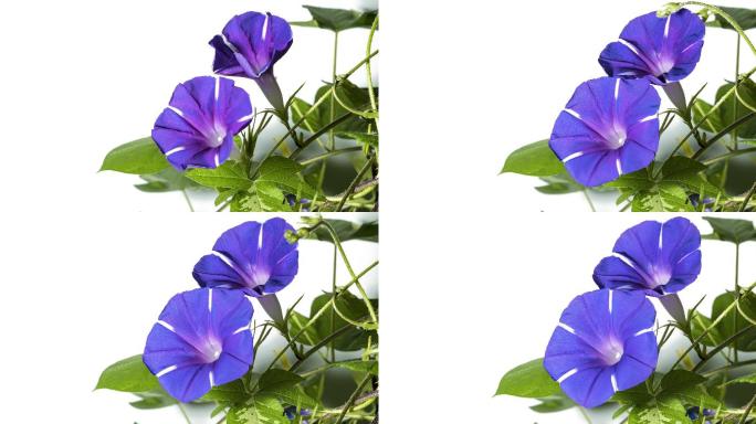 两朵盛开的蓝紫色牵牛花