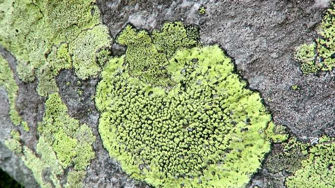 阿尔卑斯山岩石上的绿黄色地衣。根果苔藓