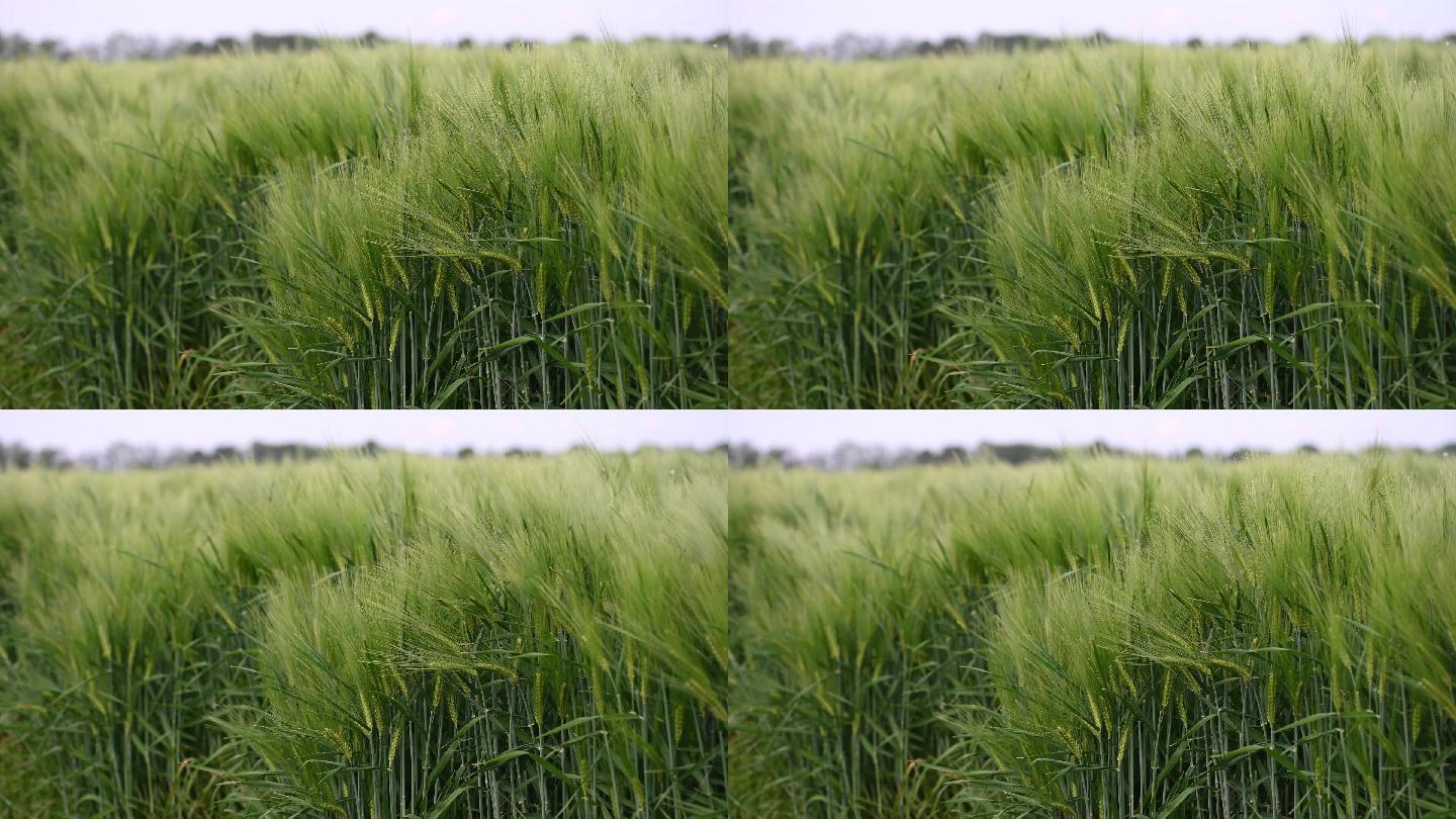 绿色的麦田产地基地产业麦子种植三农