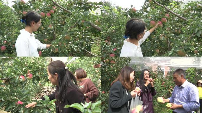 市民游客在苹果采摘园摘苹果农家乐林家乐