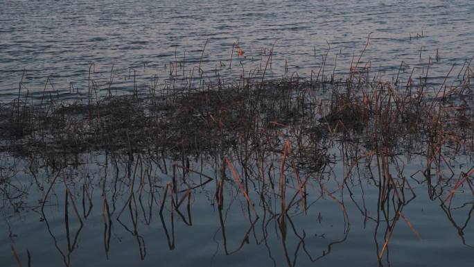 冬日夕阳池塘芦苇荡