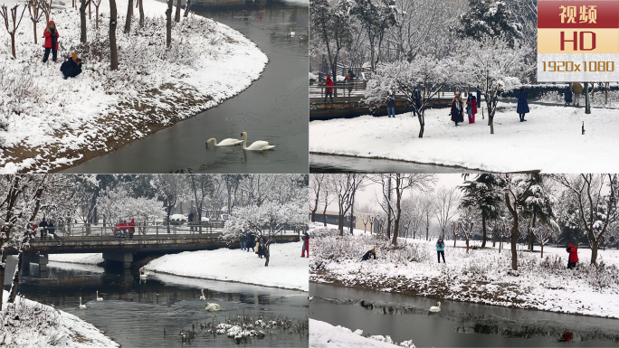 冬季大雪后公园游人天鹅雪景