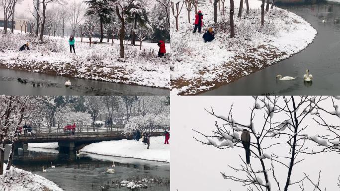 冬季大雪后公园游人天鹅雪景