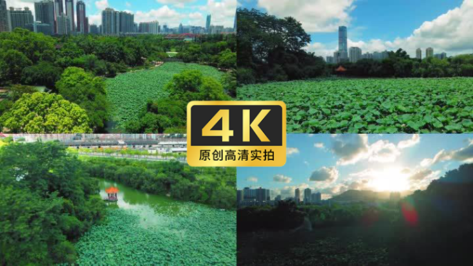 航拍实拍高清荷花素材【4K】60帧