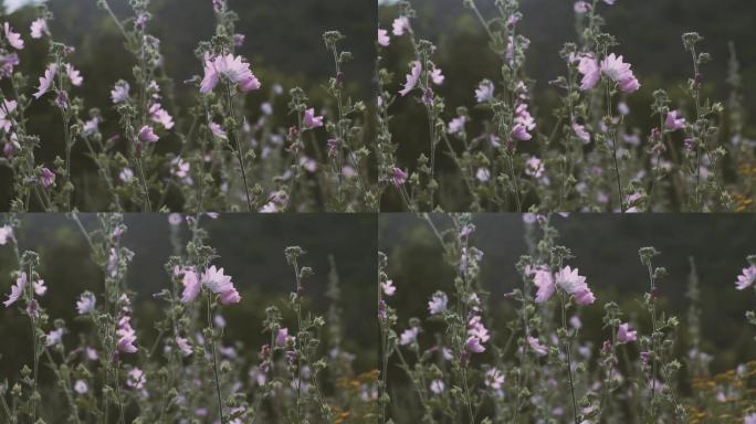粉色的野花野外草丛花朵