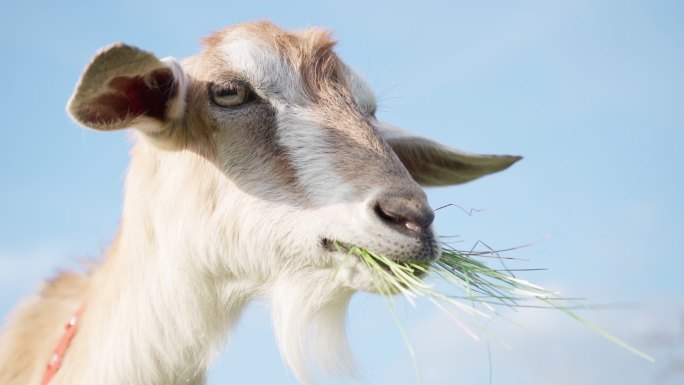 山羊咀嚼青草的特写镜头。