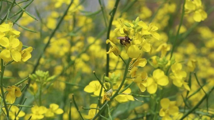 唯美空镜头——油菜花田的蜜蜂