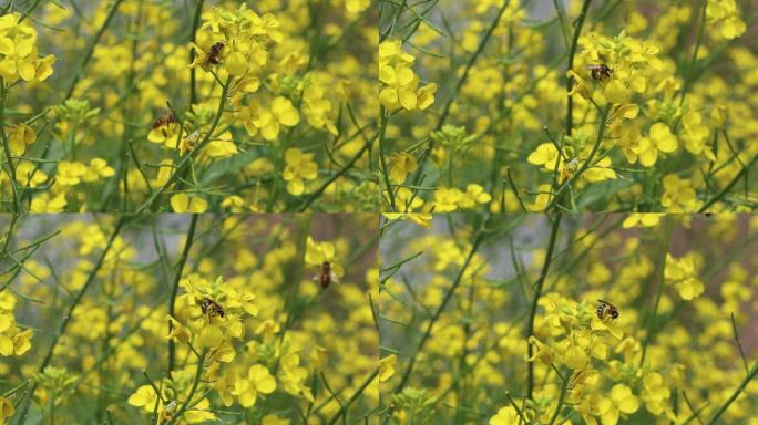 唯美空镜头——油菜花田的蜜蜂