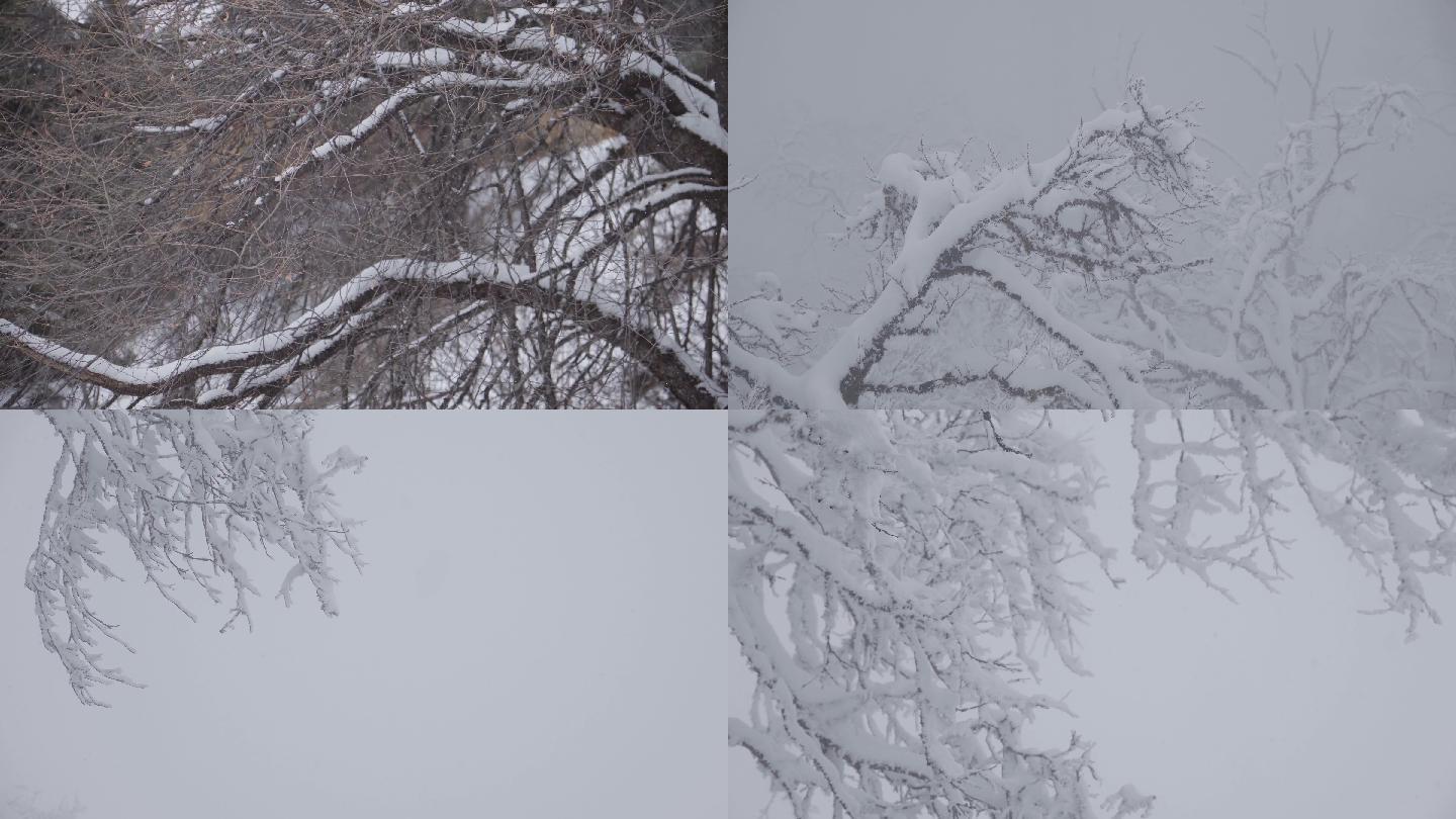 实拍冬季雪景雪挂树挂