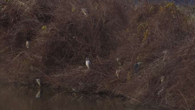 6K冬晨湖边的黑冠白颈鹭