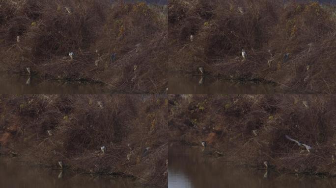 6K冬晨湖边的黑冠白颈鹭
