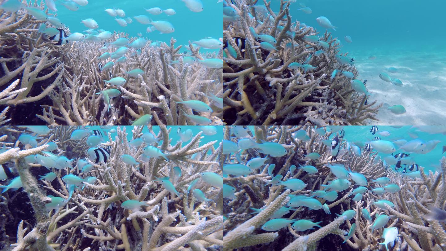 海底珊瑚及热带海洋鱼群的素材