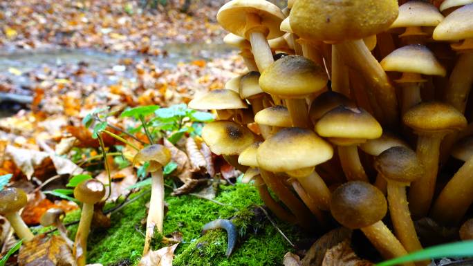 秋天森林里的蘑菇。