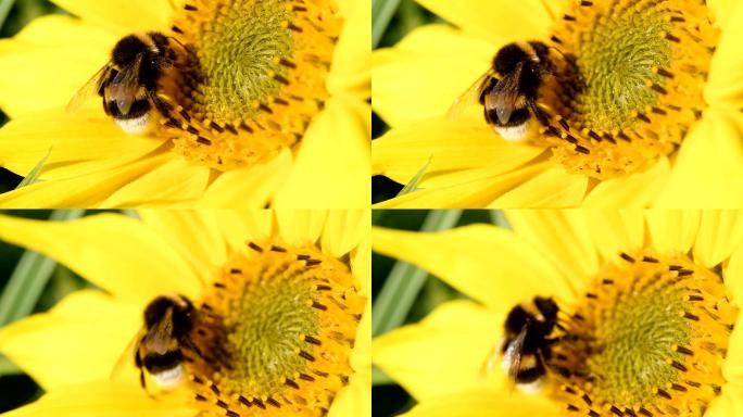 大黄蜂在向日葵上觅食