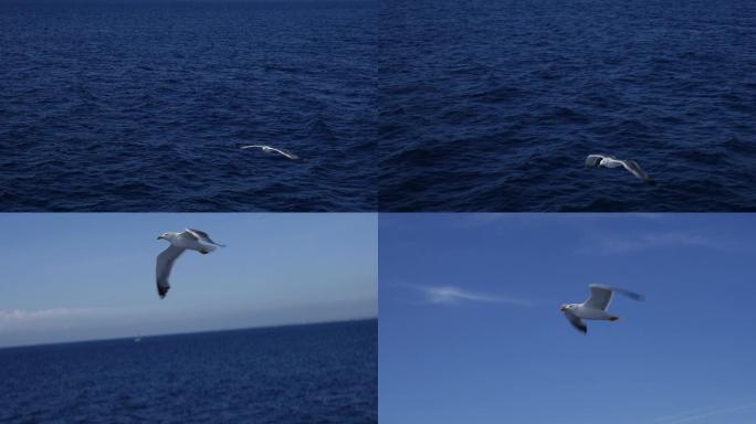 慢动作飞行的海鸥贴着海面自由不屈不挠