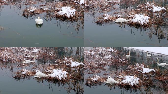 冬季白天鹅群湖中嬉戏觅食雪景01