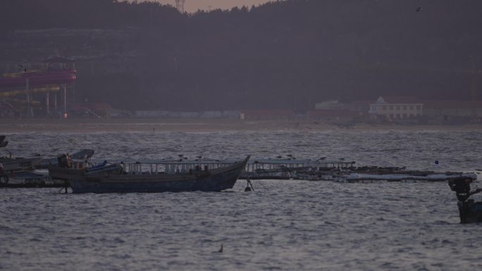 傍晚捕食的海鸥