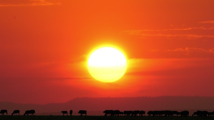 非洲水牛野性成群结队迁徙野外草原