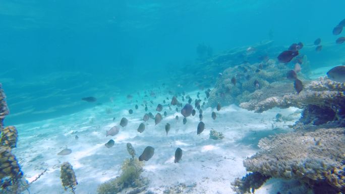 尾随热带鱼群在迷人的珊瑚、海草中穿梭素材