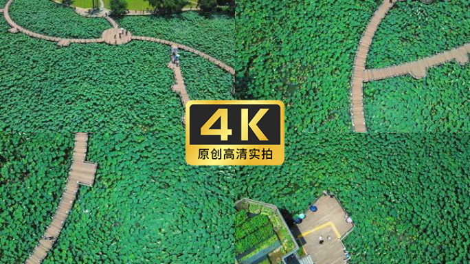 航拍实拍高清荷花素材【4K】60帧