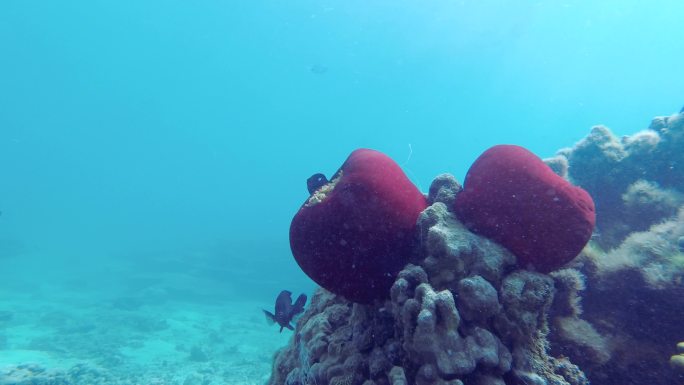 海底红色珊瑚