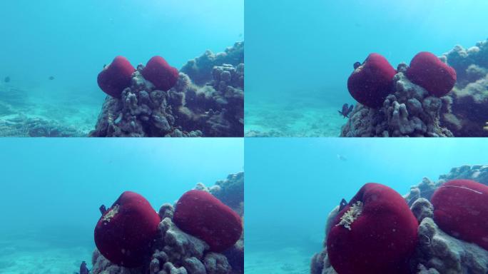 海底红色珊瑚
