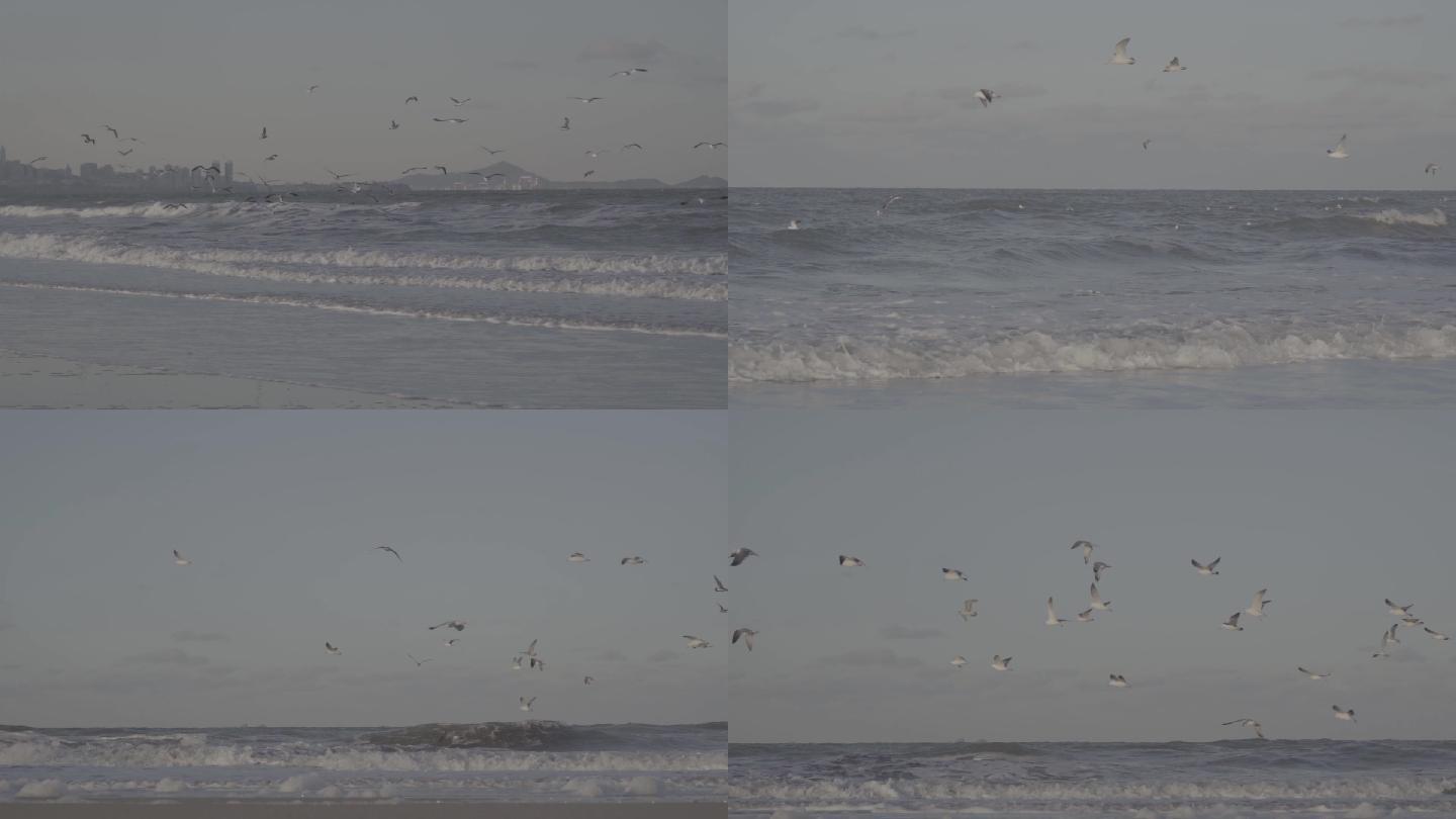 3条【升格】拍摄海鸥大海海浪浪花【灰片】