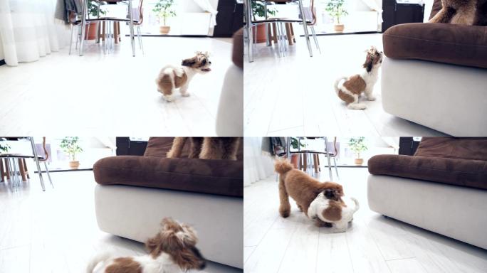两只可爱的小狗在房子里玩耍。