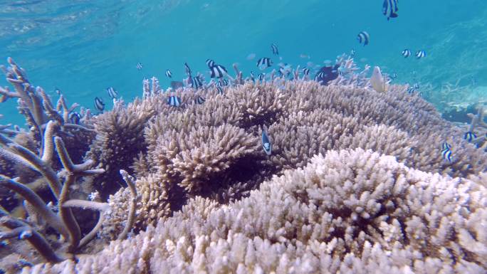迷人的珊瑚及热带观赏鱼群的海底素材